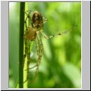 Metellina sp- Herbstspinne 02f.jpg